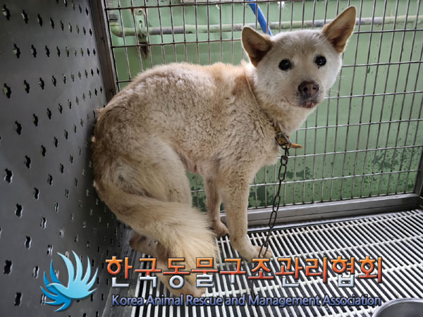 한국동물구조관리협회_411309202300205